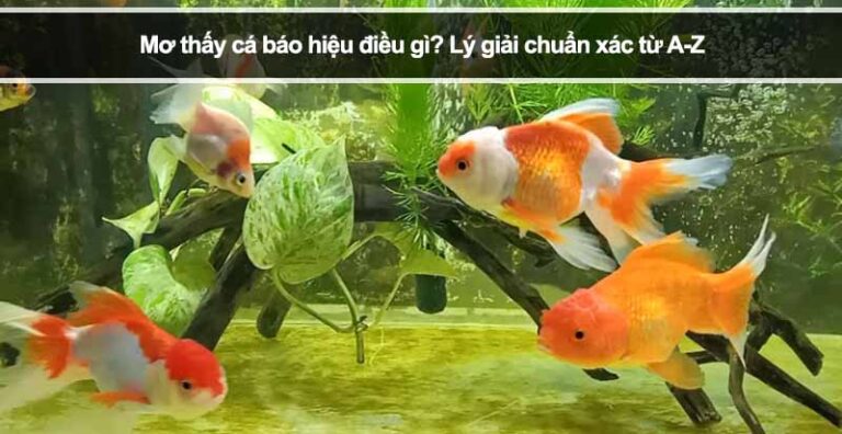 Mơ thấy cá báo hiệu điều gì? Lý giải chuẩn xác từ A-Z