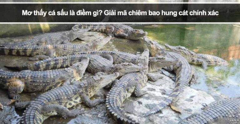 Mơ thấy cá sấu là điềm gì? Giải mã chiêm bao hung cát chính xác