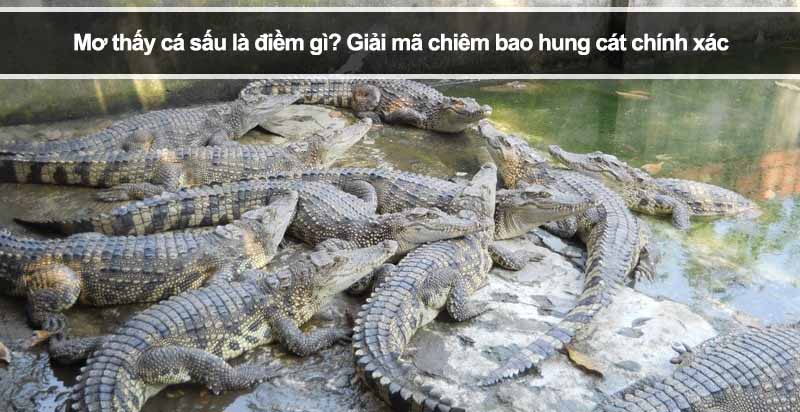 Mơ thấy cá sấu là điềm gì? Giải mã chiêm bao hung cát chính xác