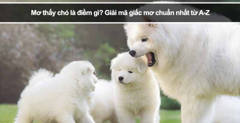 Mơ thấy chó là điềm gì? Giải mã giấc mơ chuẩn nhất từ A-Z