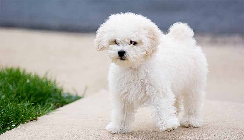 Mơ thấy chó là điềm gì? Giải mã giấc mơ chuẩn nhất từ A-Z