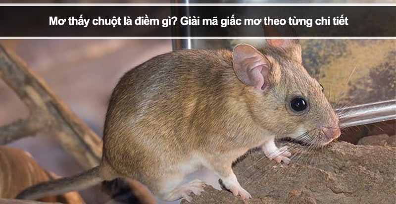 Mơ thấy chuột là điềm gì? Giải mã giấc mơ theo từng chi tiết
