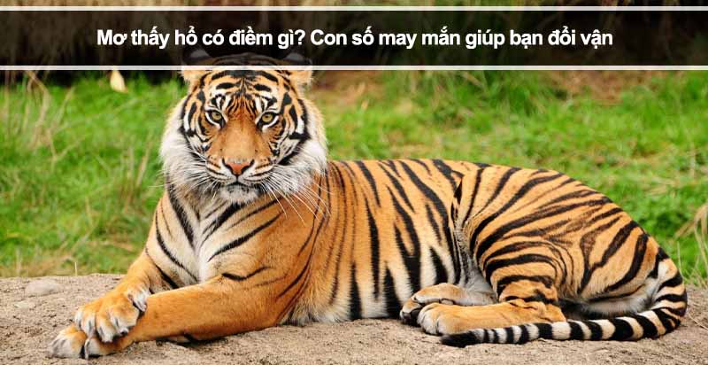 Mơ thấy hổ có điềm gì? Con số may mắn giúp bạn đổi vận