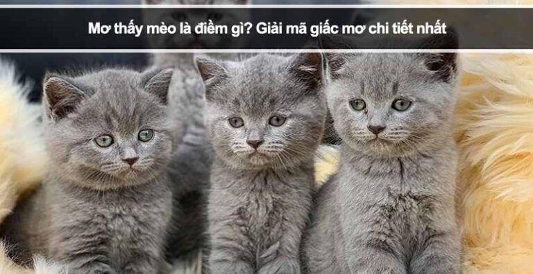 Mơ thấy mèo là điềm gì? Giải mã giấc mơ chi tiết nhất