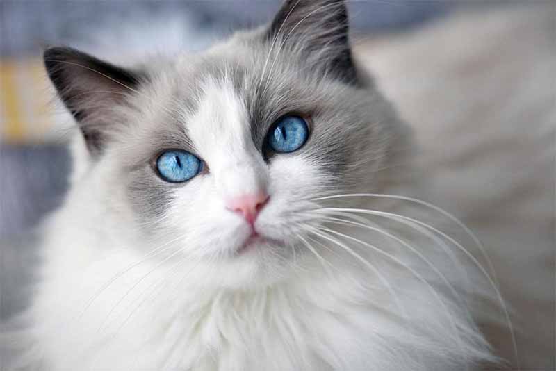 Mơ thấy mèo là điềm gì? Giải mã giấc mơ chi tiết nhất