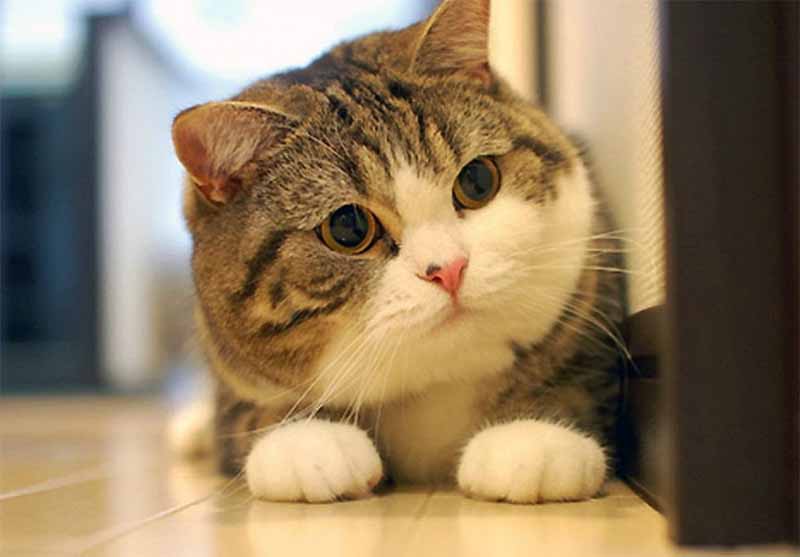 Mơ thấy mèo là điềm gì? Giải mã giấc mơ chi tiết nhất