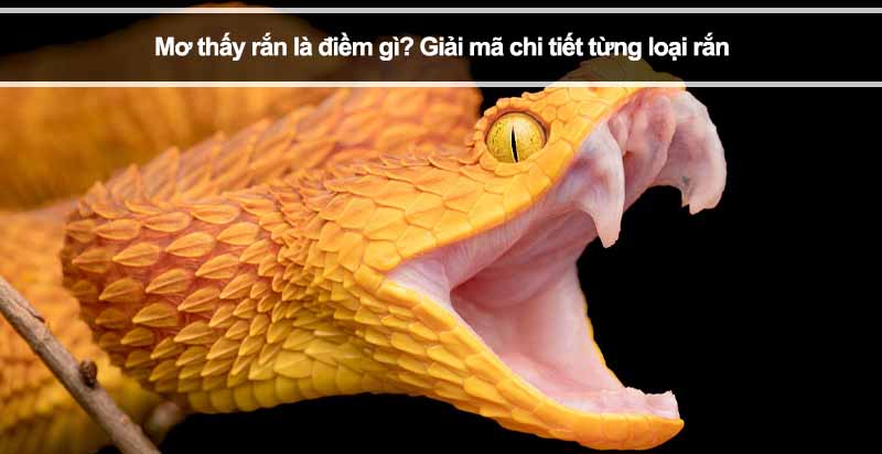 Mơ thấy rắn là điềm gì? Giải mã chi tiết từng loại rắn