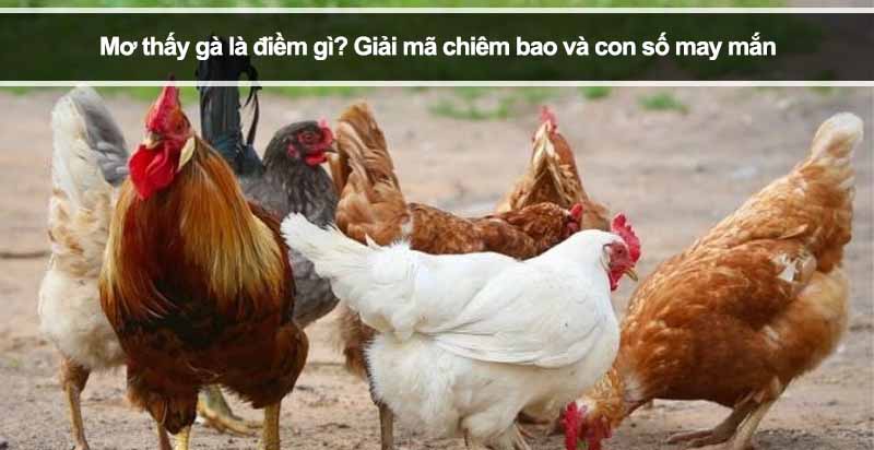 Mơ thấy gà là điềm gì? Giải mã chiêm bao và con số may mắn