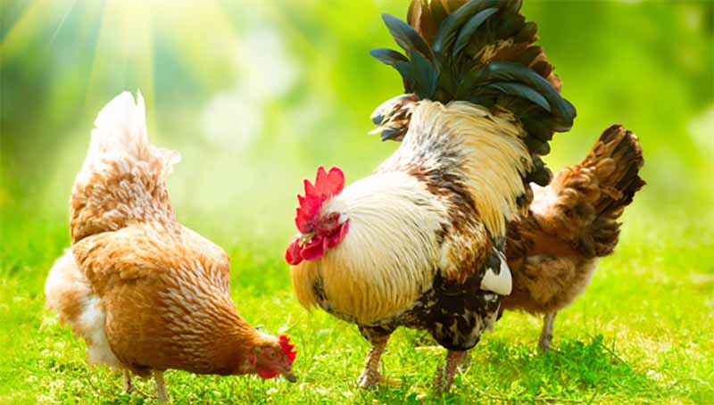 Mơ thấy gà là điềm gì? Giải mã chiêm bao và con số may mắn