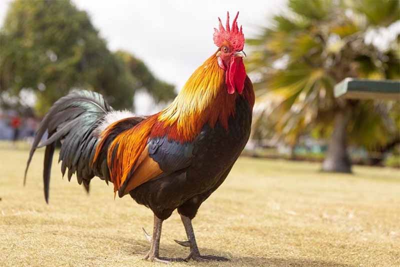 Mơ thấy gà là điềm gì? Giải mã chiêm bao và con số may mắn
