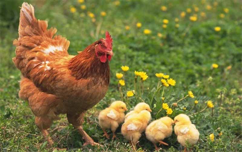 Mơ thấy gà là điềm gì? Giải mã chiêm bao và con số may mắn