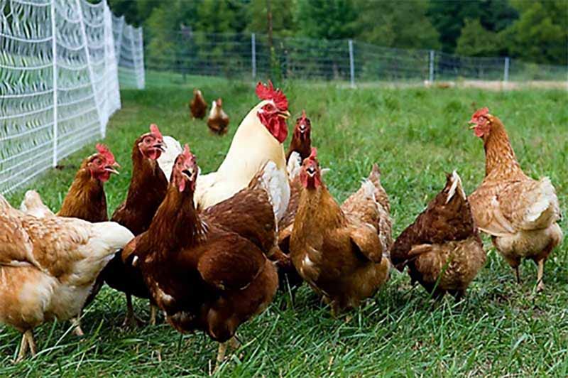 Mơ thấy gà là điềm gì? Giải mã chiêm bao và con số may mắn