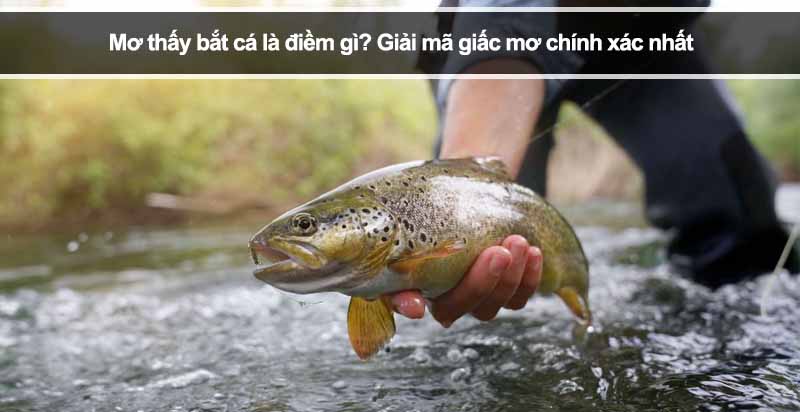 Mơ thấy bắt cá là điềm gì? Giải mã giấc mơ chính xác nhất
