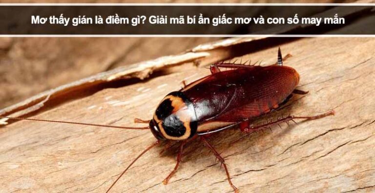 Mơ thấy gián là điềm gì? Giải mã bí ẩn giấc mơ và con số may mắn