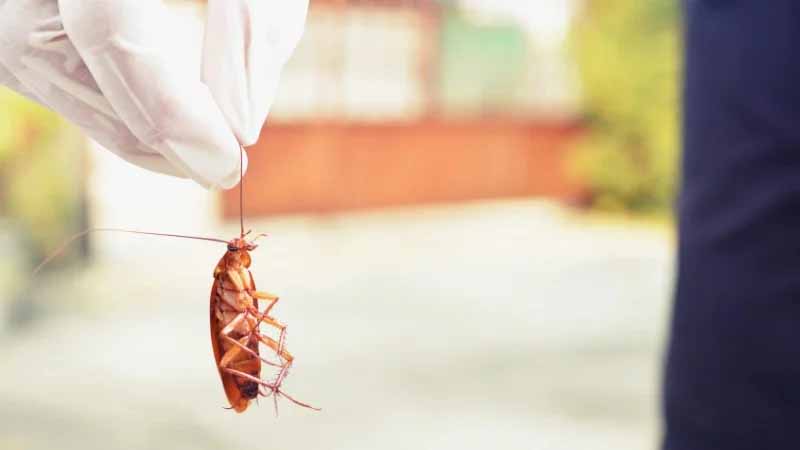 Mơ thấy gián là điềm gì? Giải mã bí ẩn giấc mơ và con số may mắn