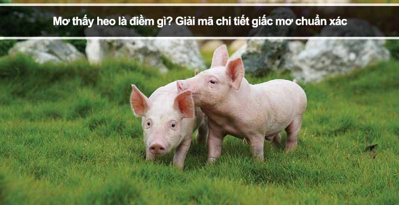 Mơ thấy heo là điềm gì? Giải mã chi tiết giấc mơ chuẩn xác