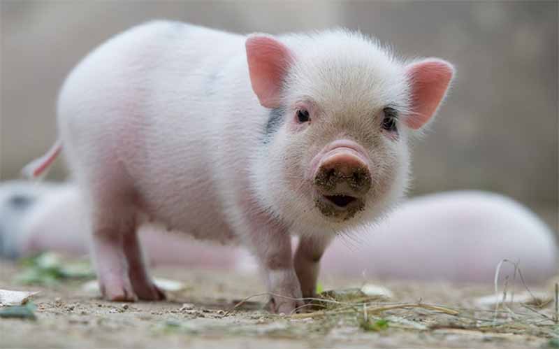 Mơ thấy heo là điềm gì? Giải mã chi tiết giấc mơ chuẩn xác