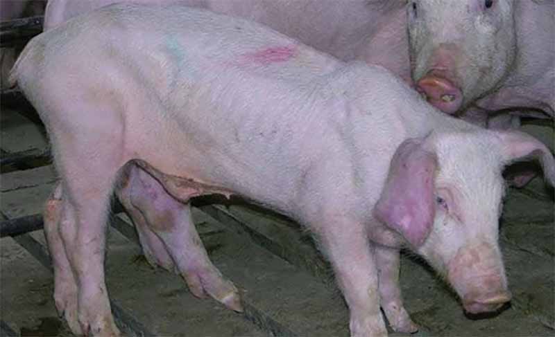 Mơ thấy heo là điềm gì? Giải mã chi tiết giấc mơ chuẩn xác