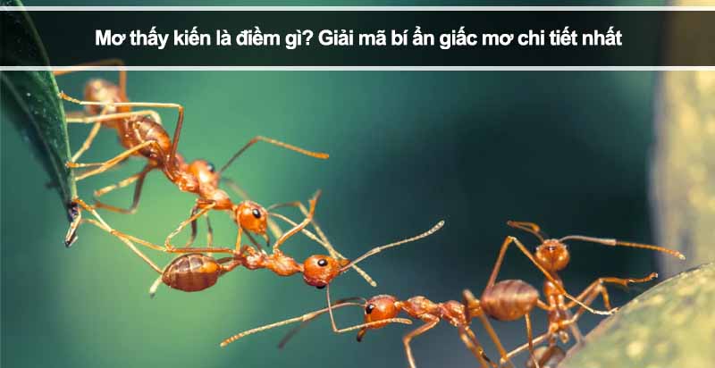 Mơ thấy kiến là điềm gì? Giải mã bí ẩn giấc mơ chi tiết nhất