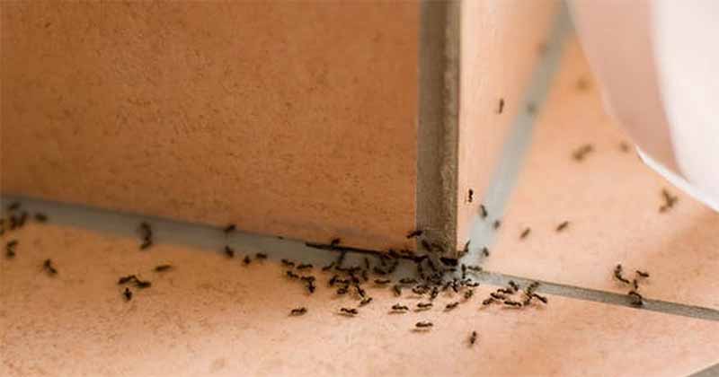 Mơ thấy kiến là điềm gì? Giải mã bí ẩn giấc mơ chi tiết nhất