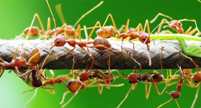 Mơ thấy kiến là điềm gì? Giải mã bí ẩn giấc mơ chi tiết nhất