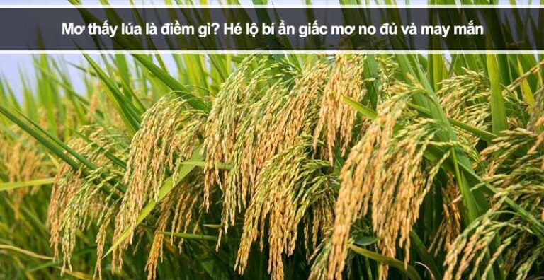 Mơ thấy lúa là điềm gì? Hé lộ bí ẩn giấc mơ no đủ và may mắn