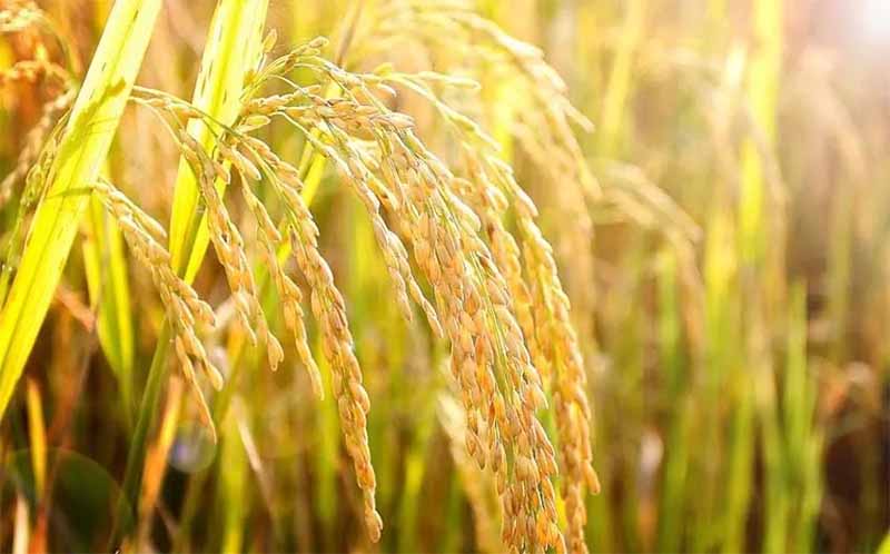 Mơ thấy lúa là điềm gì? Hé lộ bí ẩn giấc mơ no đủ và may mắn