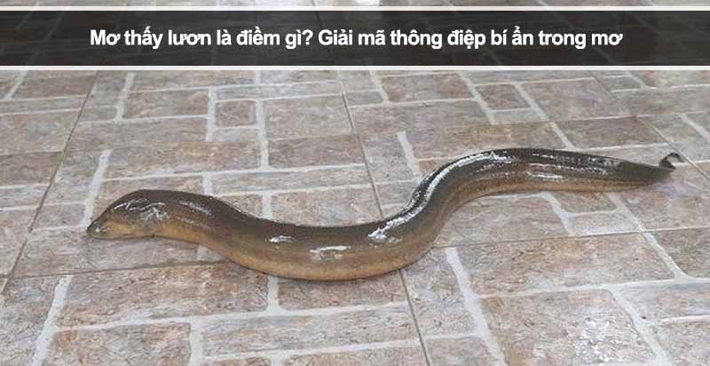 Mơ thấy lươn là điềm gì? Giải mã thông điệp bí ẩn trong mơ
