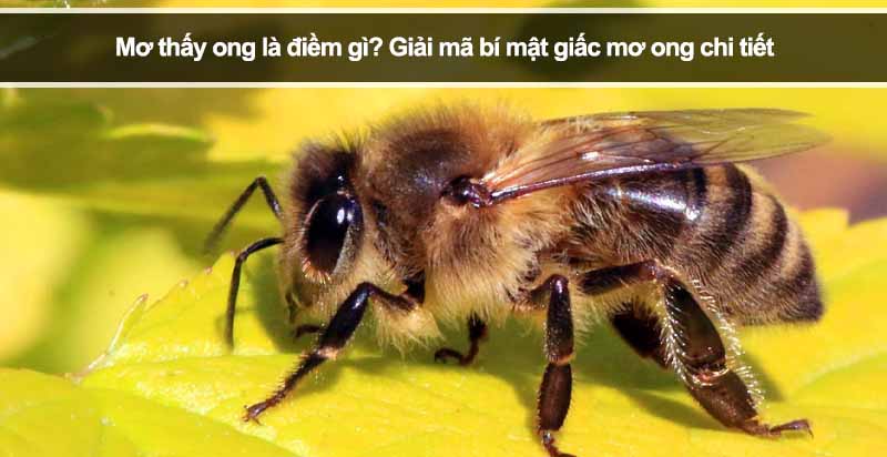 Mơ thấy ong là điềm gì? Giải mã bí mật giấc mơ ong chi tiết