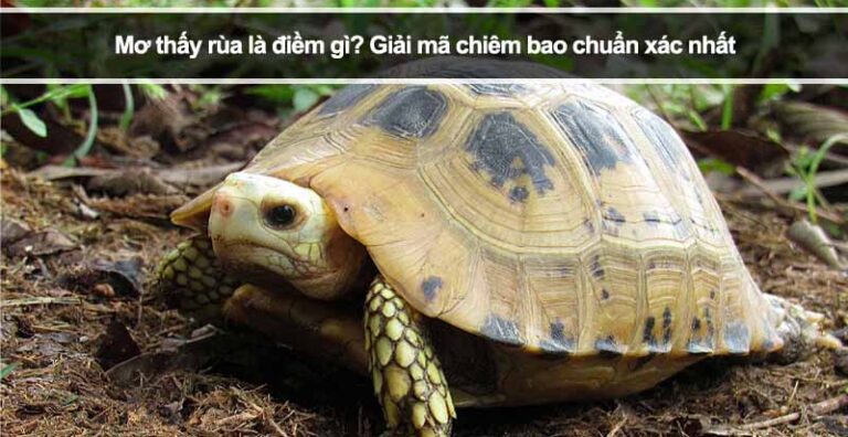 Mơ thấy rùa là điềm gì? Giải mã chiêm bao chuẩn xác nhất