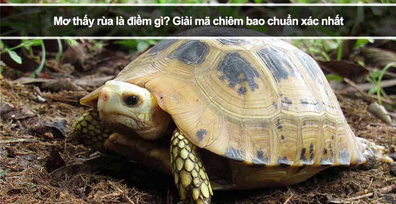 Mơ thấy rùa là điềm gì? Giải mã chiêm bao chuẩn xác nhất