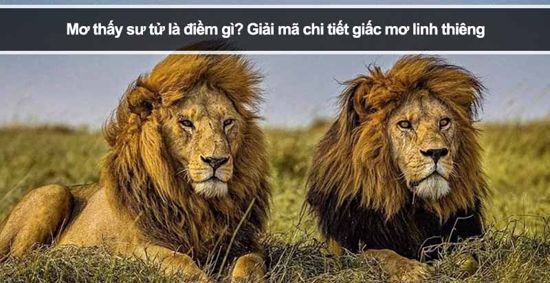 Mơ thấy sư tử là điềm gì? Giải mã chi tiết giấc mơ linh thiêng