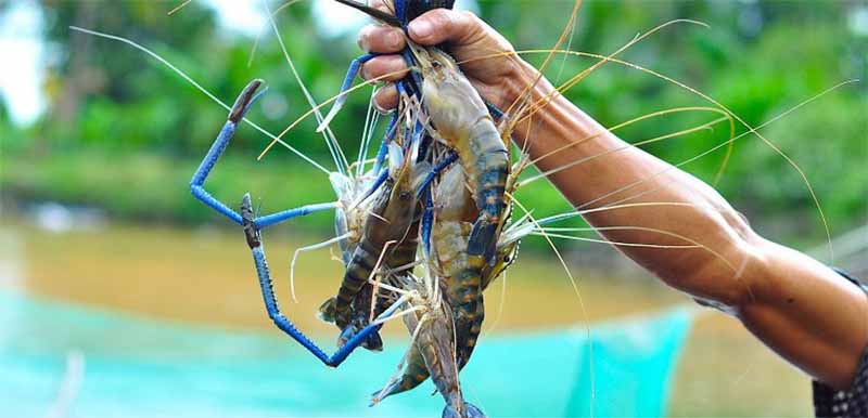 Mơ thấy tôm là điềm gì? Giải mã giấc mơ và con số may mắn