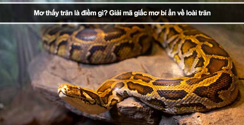 Mơ thấy trăn là điềm gì? Giải mã giấc mơ bí ẩn về loài trăn