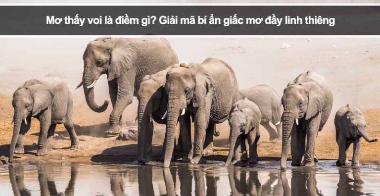 Mơ thấy voi là điềm gì? Giải mã bí ẩn giấc mơ đầy linh thiêng