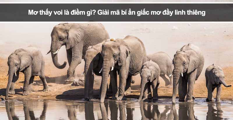 Mơ thấy voi là điềm gì? Giải mã bí ẩn giấc mơ đầy linh thiêng
