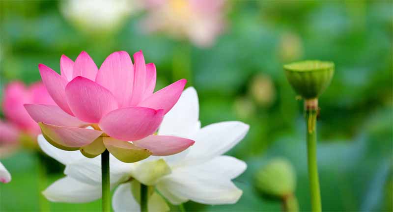 Mơ thấy hoa sen là điềm gì? Giải mã bí ẩn giấc mộng thanh khiết