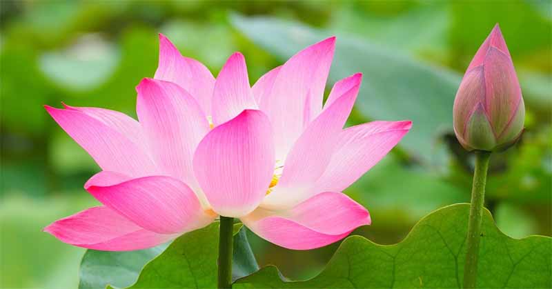 Mơ thấy hoa sen là điềm gì? Giải mã bí ẩn giấc mộng thanh khiết