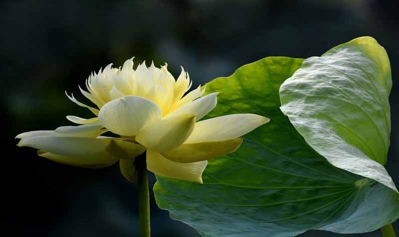Mơ thấy hoa sen là điềm gì? Giải mã bí ẩn giấc mộng thanh khiết