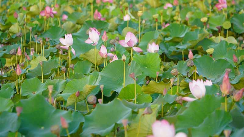 Mơ thấy hoa sen là điềm gì? Giải mã bí ẩn giấc mộng thanh khiết
