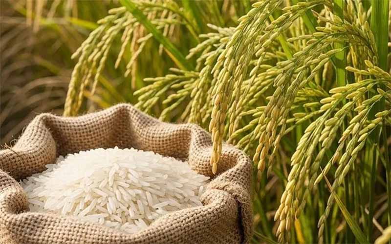 Chiêm bao mơ thấy gạo: Điềm lành hay dữ? Ý nghĩa và con số may mắn
