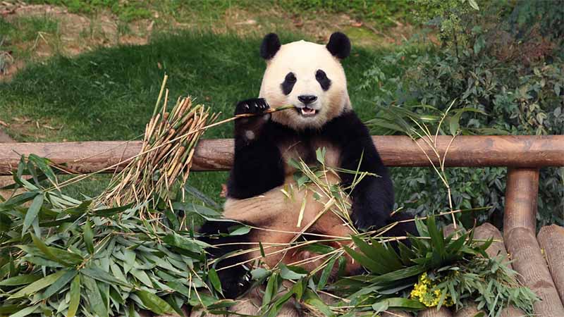 Mơ thấy gấu là điềm gì? Giải mã thông điệp ẩn giấu trong giấc mơ
