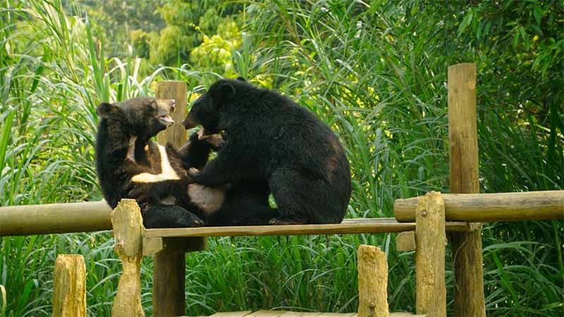 Mơ thấy gấu là điềm gì? Giải mã thông điệp ẩn giấu trong giấc mơ