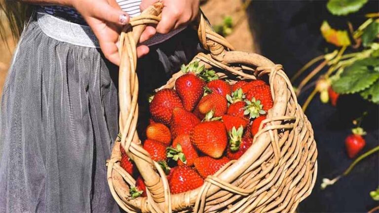 Mơ thấy hái trái cây là điềm gì? Giải mã giấc mộng trĩu quả tài lộc