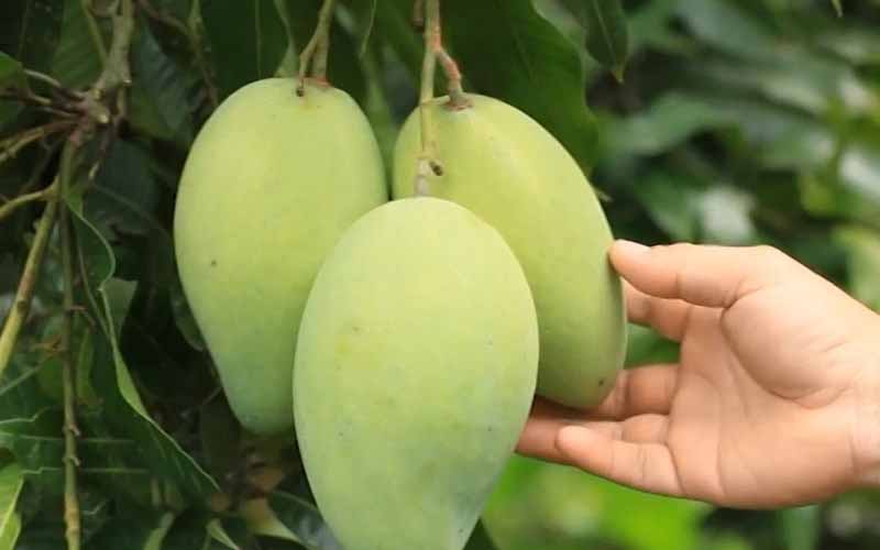 Mơ thấy hái trái cây là điềm gì? Giải mã giấc mộng trĩu quả tài lộc