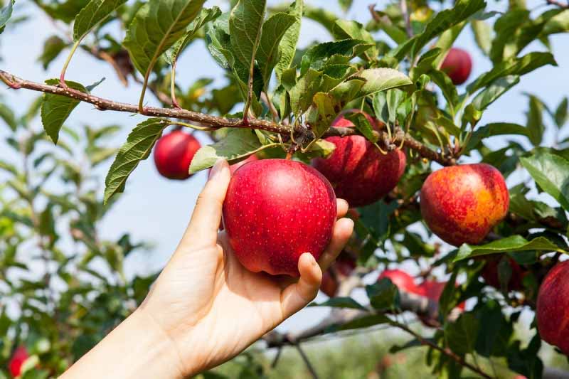 Mơ thấy hái trái cây là điềm gì? Giải mã giấc mộng trĩu quả tài lộc