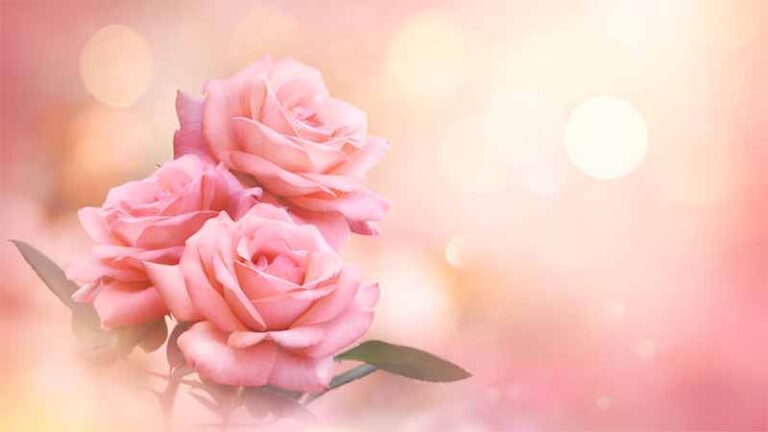 Mơ thấy hoa hồng là điềm gì? Giải mã giấc mơ tình yêu nở rộ