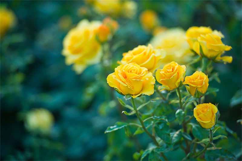 Mơ thấy hoa hồng là điềm gì? Giải mã giấc mơ tình yêu nở rộ