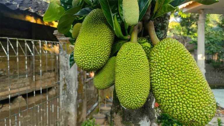 Mơ thấy quả mít là điềm gì? Giải mã giấc mơ ngọt ngào và bất ngờ