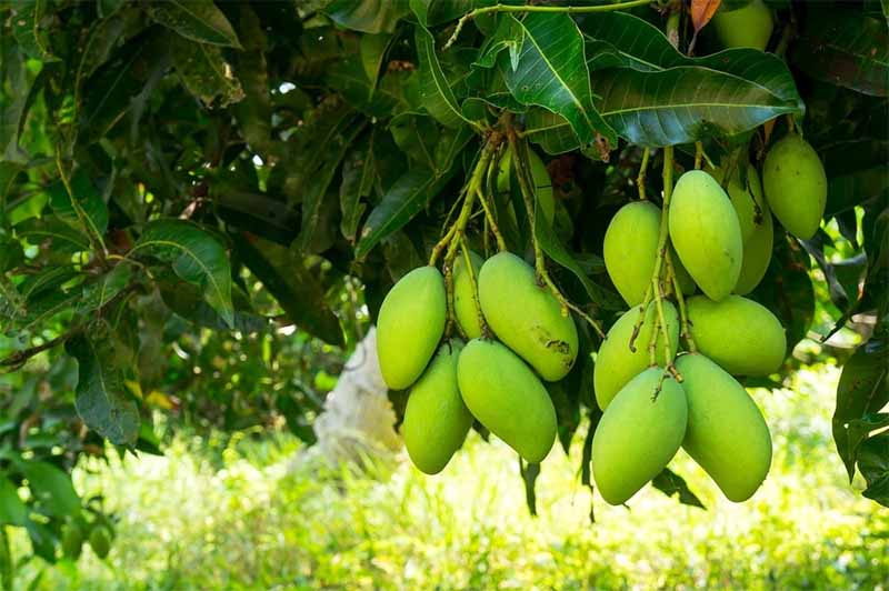 Mơ thấy trái xoài – Giải mã điềm báo, ý nghĩa và con số may mắn